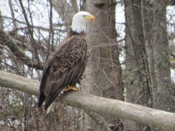 bald eagle over Hathaway Creek.jpg