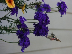 hummingbirdmoth.jpg