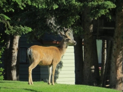 Deer in campsite.jpg