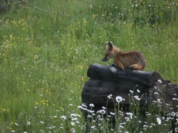 baby fox.jpg
