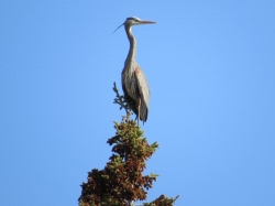 blue heron in tree top.jpg