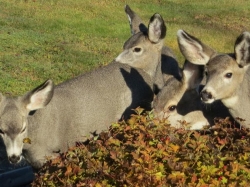 deer in garden.jpg