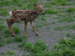 fawn004.jpg