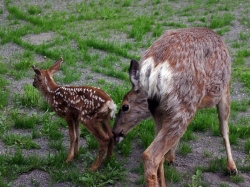 fawn03.jpg