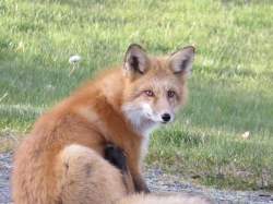 fox.jpg
