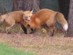 foxes playing.jpg