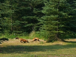 foxes006.jpg