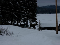 moose-001.jpg