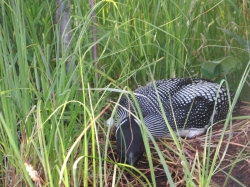 mother loon on nest.jpg