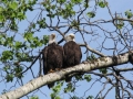 Bald eagles in aspen-pair.jpg
