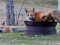 foxes 029.jpg
